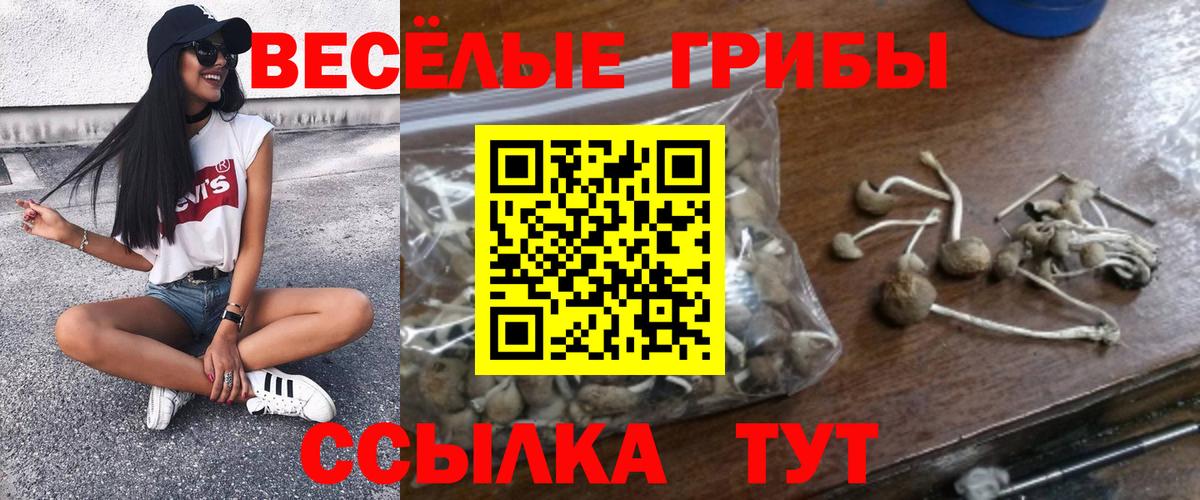 Псилоцибиновые грибы мицелий Ессентуки